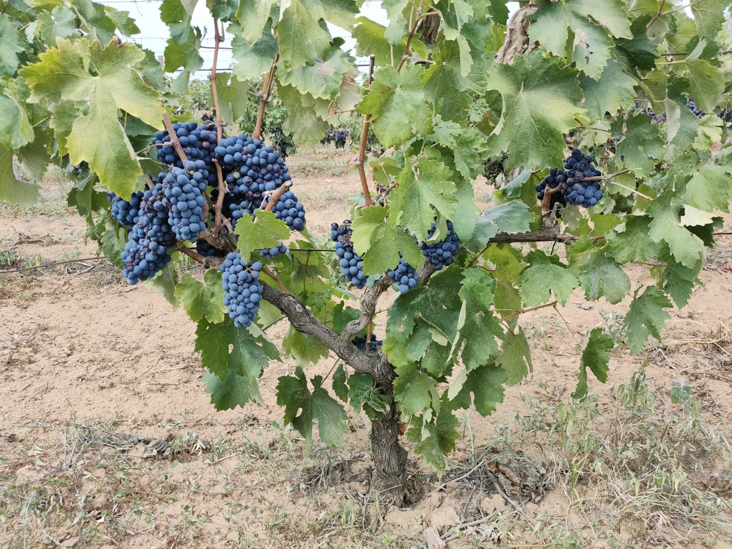 Wine grapes deals for sale